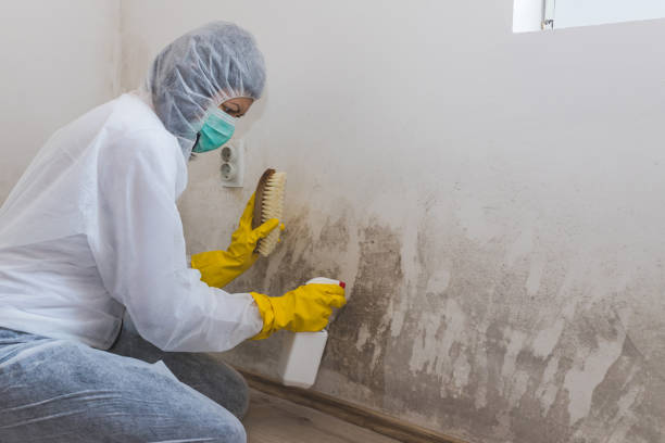 Best Environmental Consulting for Mold Prevention  in Leisure Knoll, NJ