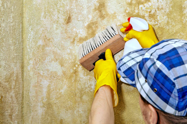 Best Basement Mold Removal  in Leisure Knoll, NJ