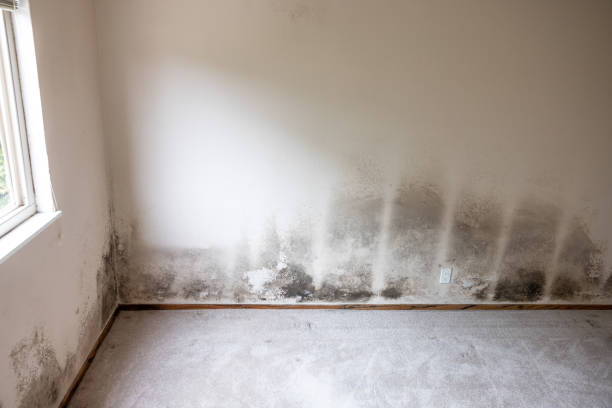 Mold Remediation for Vacation Homes in Leisure Knoll, NJ